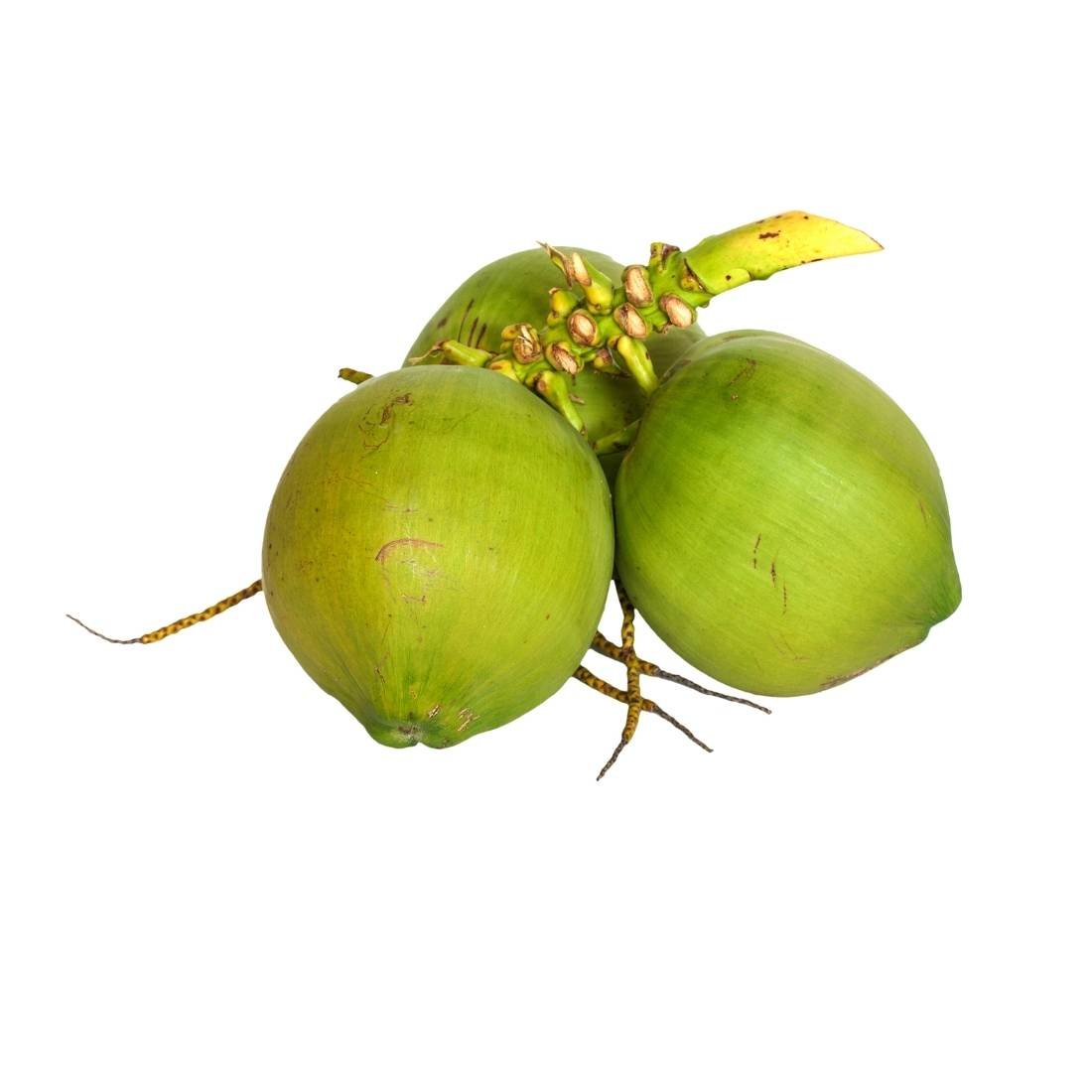 Coconuts - Image 4