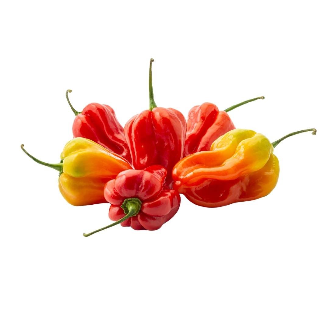 Habanero Pepper