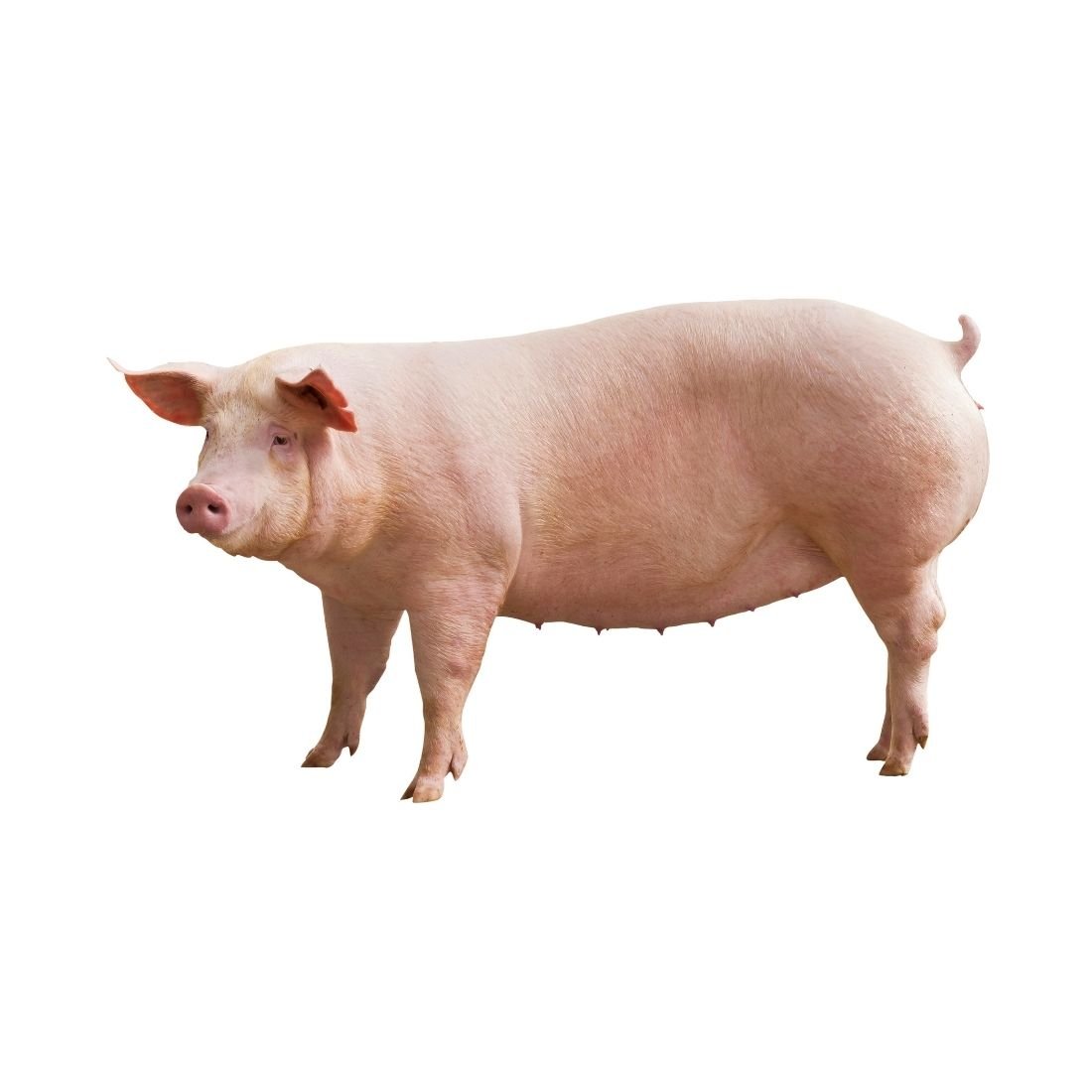 Pig - Image 2