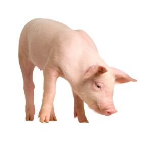 Pig