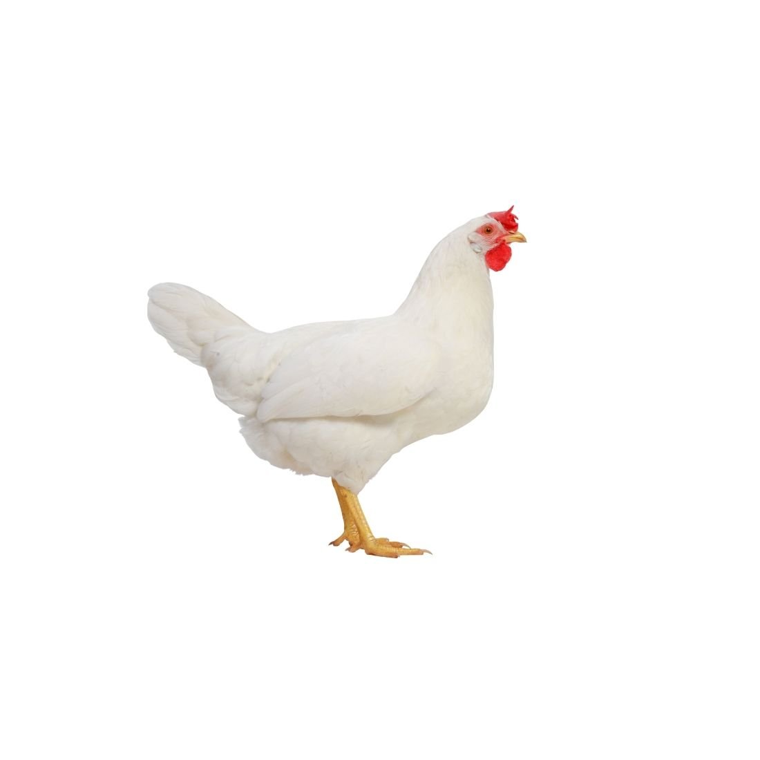 Chicken - Image 2
