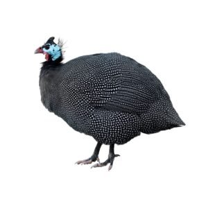Guinea Fowl