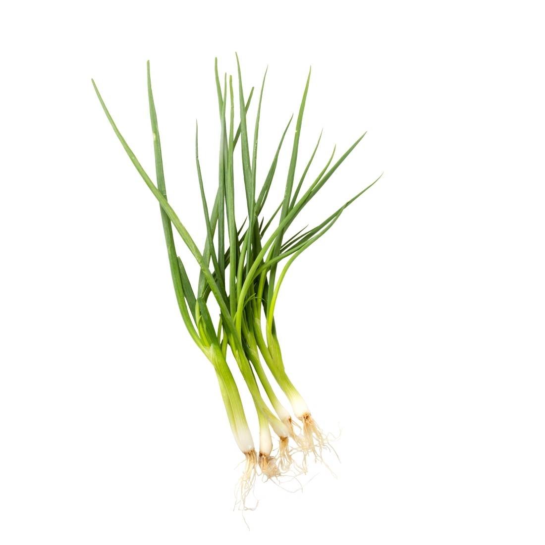 Spring Onion - Image 2