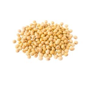 Soybean