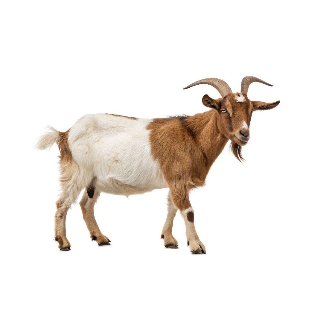 Goat - Image 2