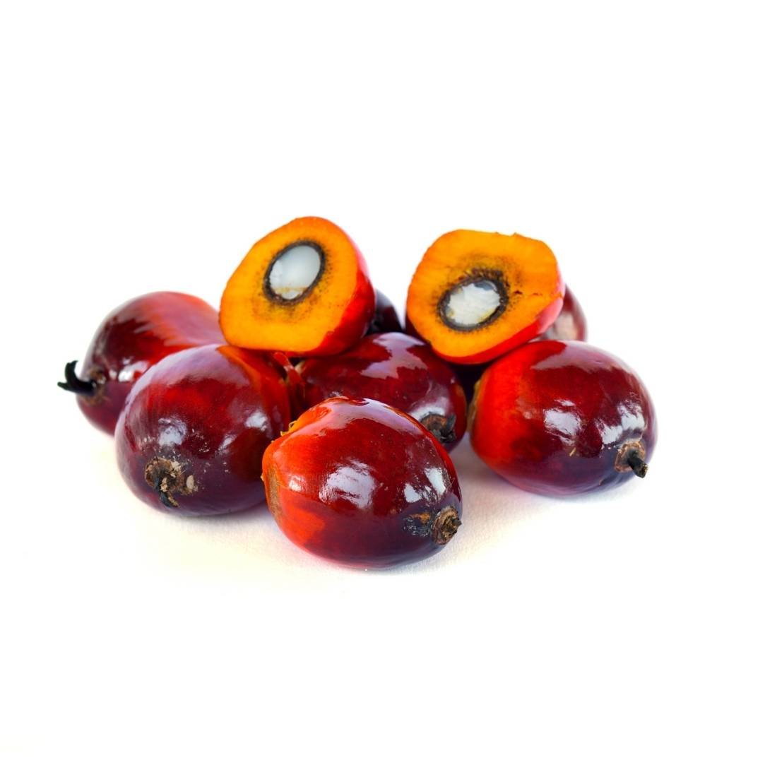 Palm Nut /Abe - Image 2