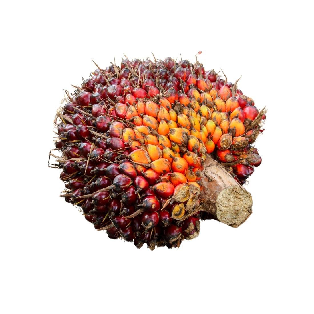 Palm Nut /Abe - Image 3