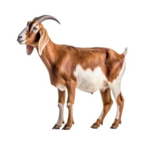 Goat