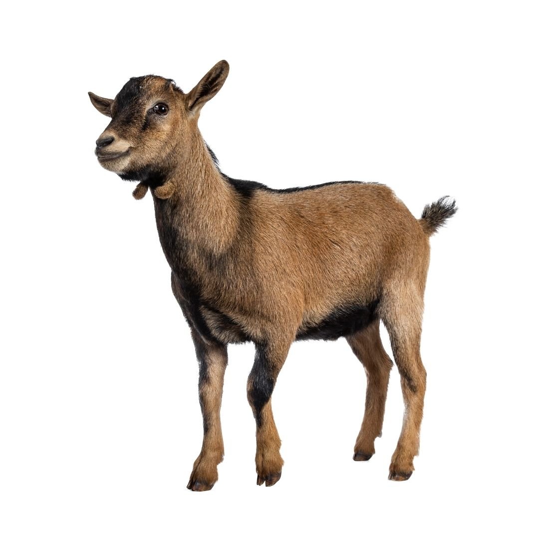 Goat - Image 3